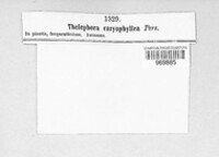 Thelephora caryophyllea image